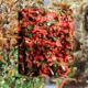 Balinese specialiteiten: Lawar
